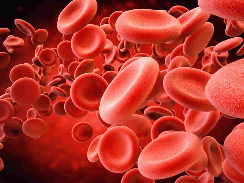 血浆血细胞血小板